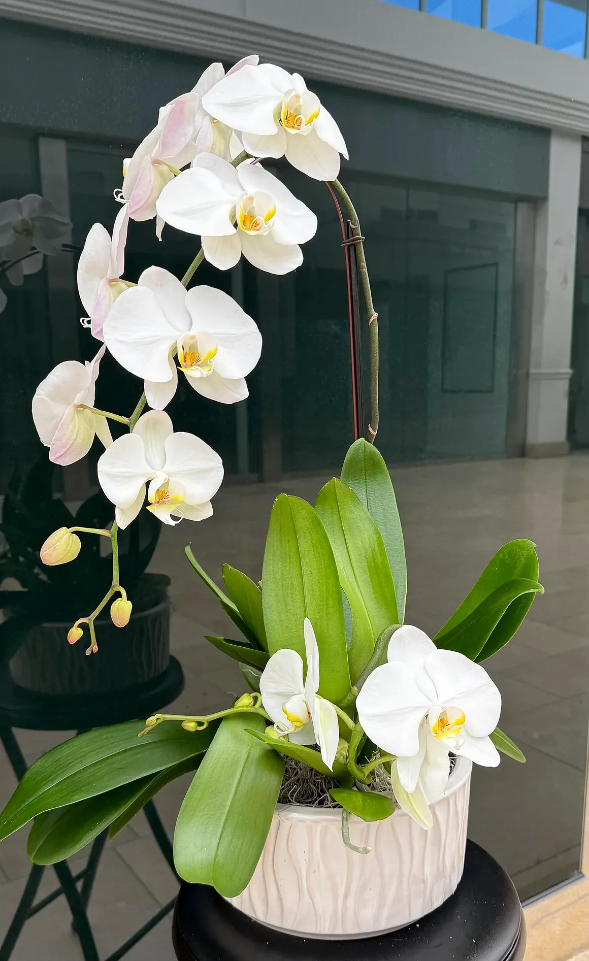 White orchid arrangement in a textured cream pot, by The Orchid Lady in Sarasota