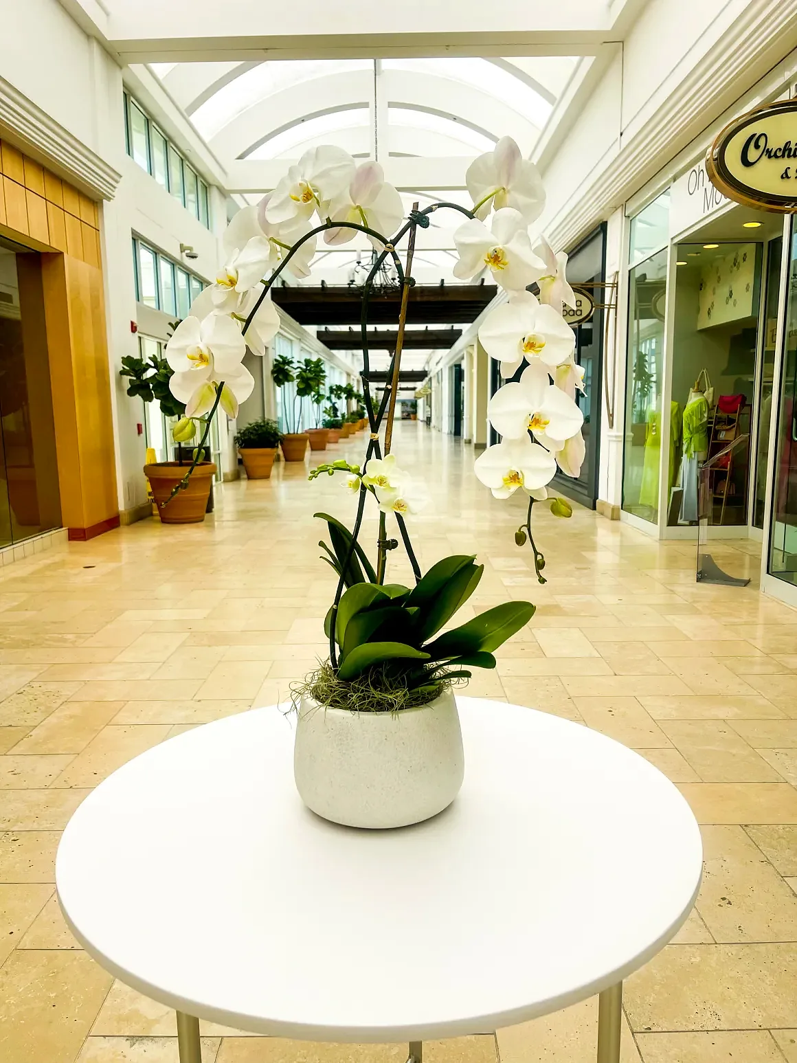 White orchid arrangement in a white bowl, by The Orchid Lady in Sarasota