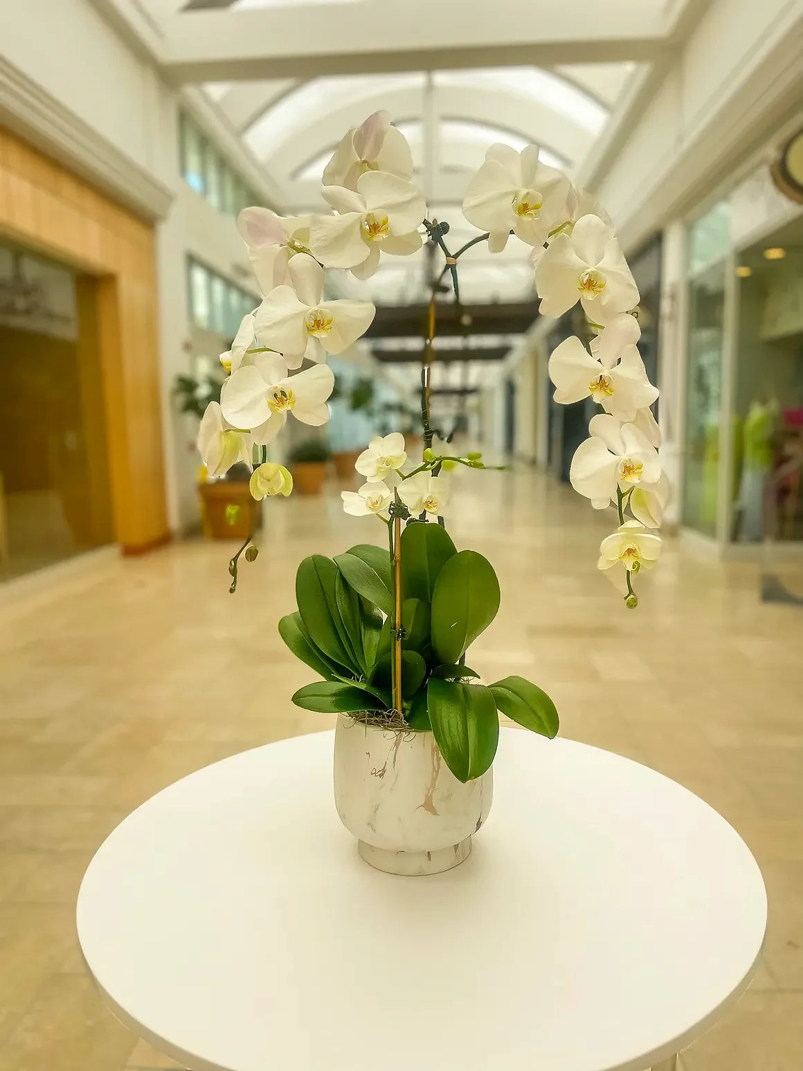 White orchid arrangement in a white bowl, by The Orchid Lady in Sarasota