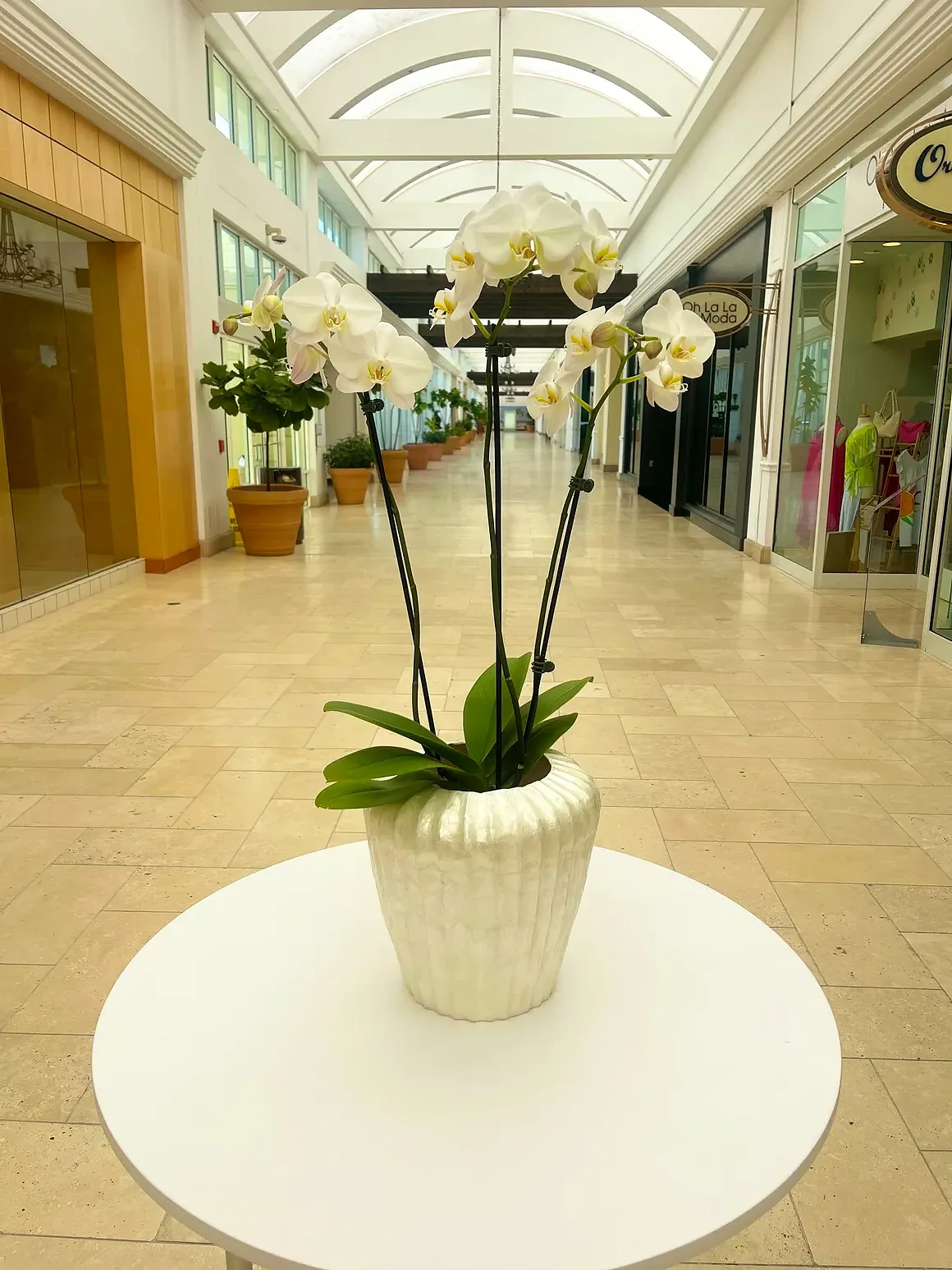 White orchid arrangement in a white ribbed pot, by The Orchid Lady in Sarasota