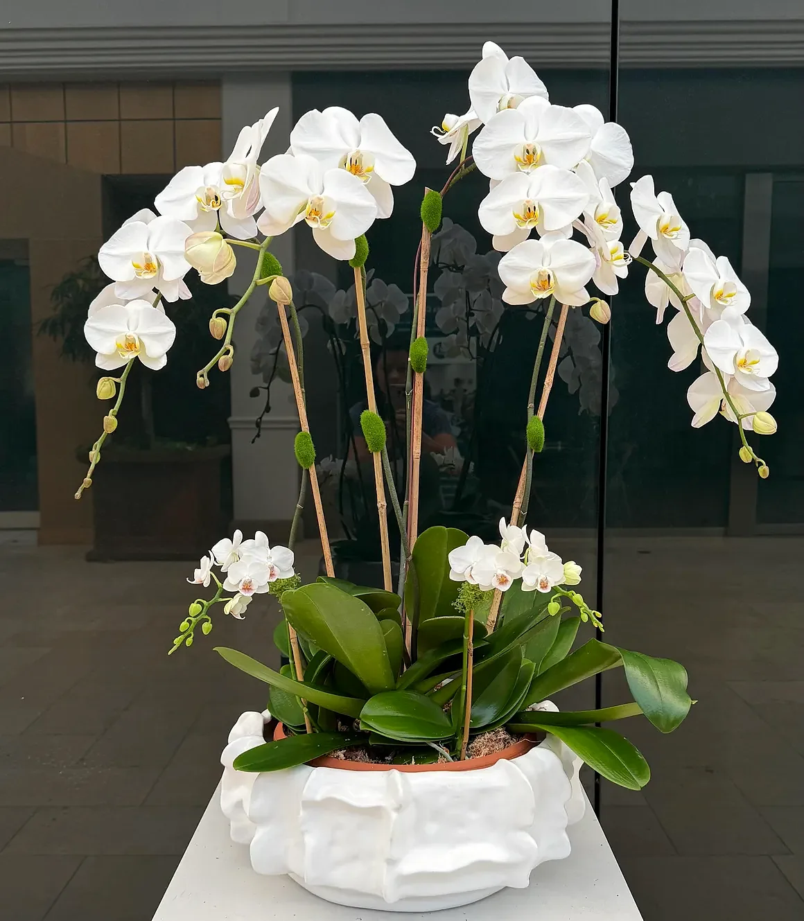 White orchid arrangement in a white ruffled ceramic bowl, by The Orchid Lady in Sarasota