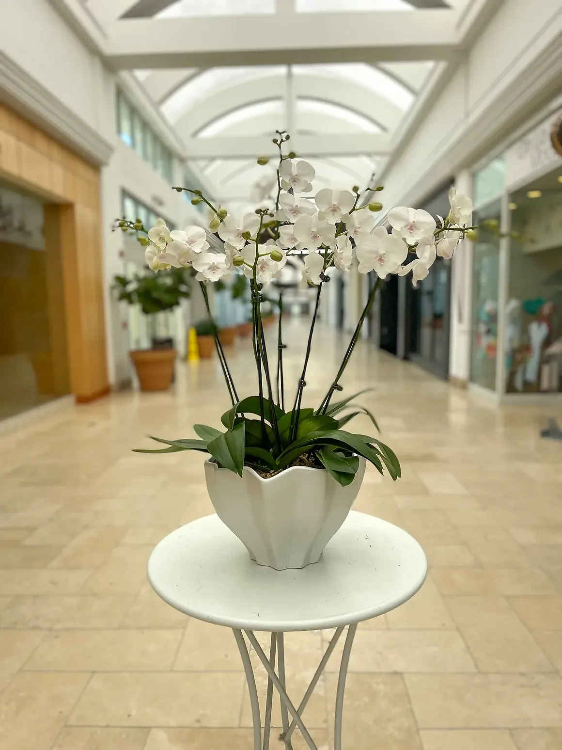 White orchid arrangement in a white scalloped bowl, by The Orchid Lady in Sarasota