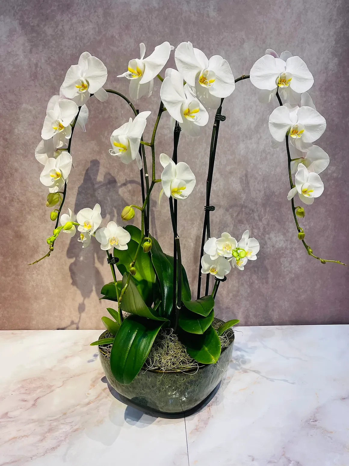 White orchid cascading arrangement in a clear glass low bowl, by The Orchid Lady in Sarasota