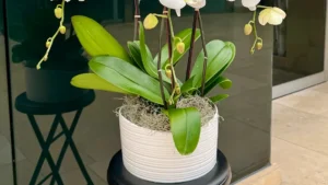 White orchid cascading arrangement in a white ribbed pot, by The Orchid Lady in Sarasota