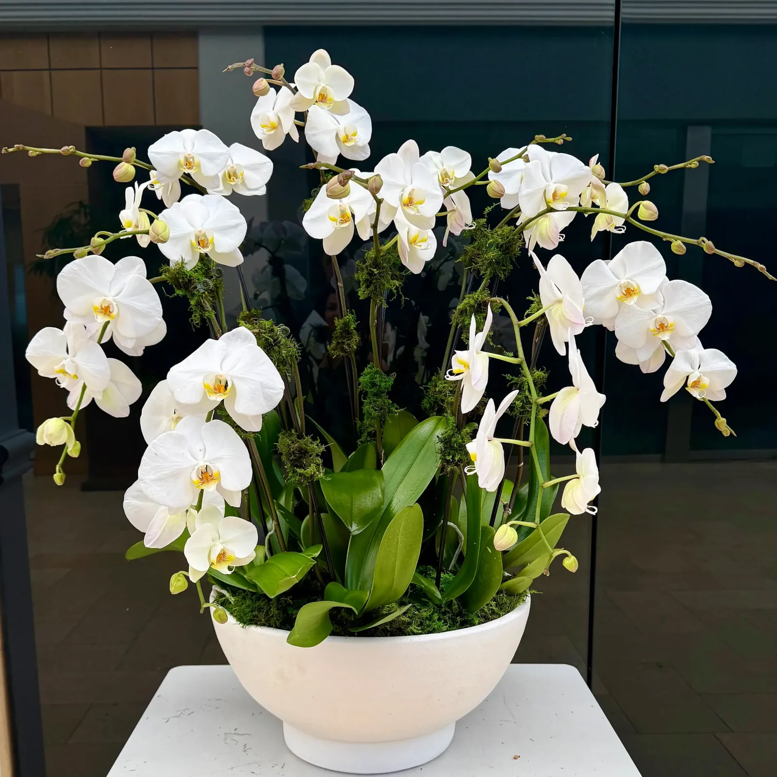 White orchid cascading arrangement in a white bowl, by The Orchid Lady in Sarasota