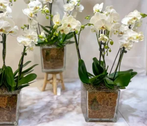 White orchid arrangement in a clear glass cube vases with moss, by The Orchid Lady in Sarasota