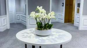 White orchid arrangement in a white bowl, by The Orchid Lady in Sarasota