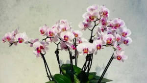 White orchid arrangement in a blue textured bowl, by The Orchid Lady in Sarasota