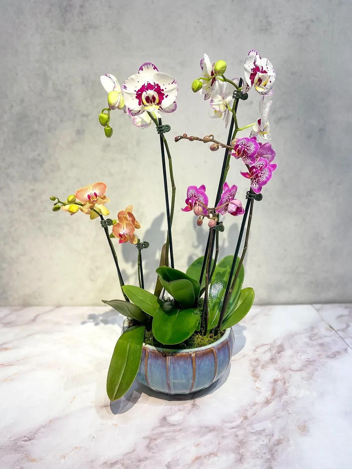 White orchid arrangement in a blue glazed pot, by The Orchid Lady in Sarasota