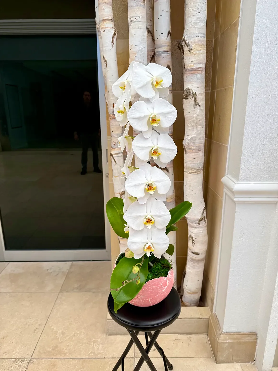 White orchid plant in a pot, by The Orchid Lady in Sarasota