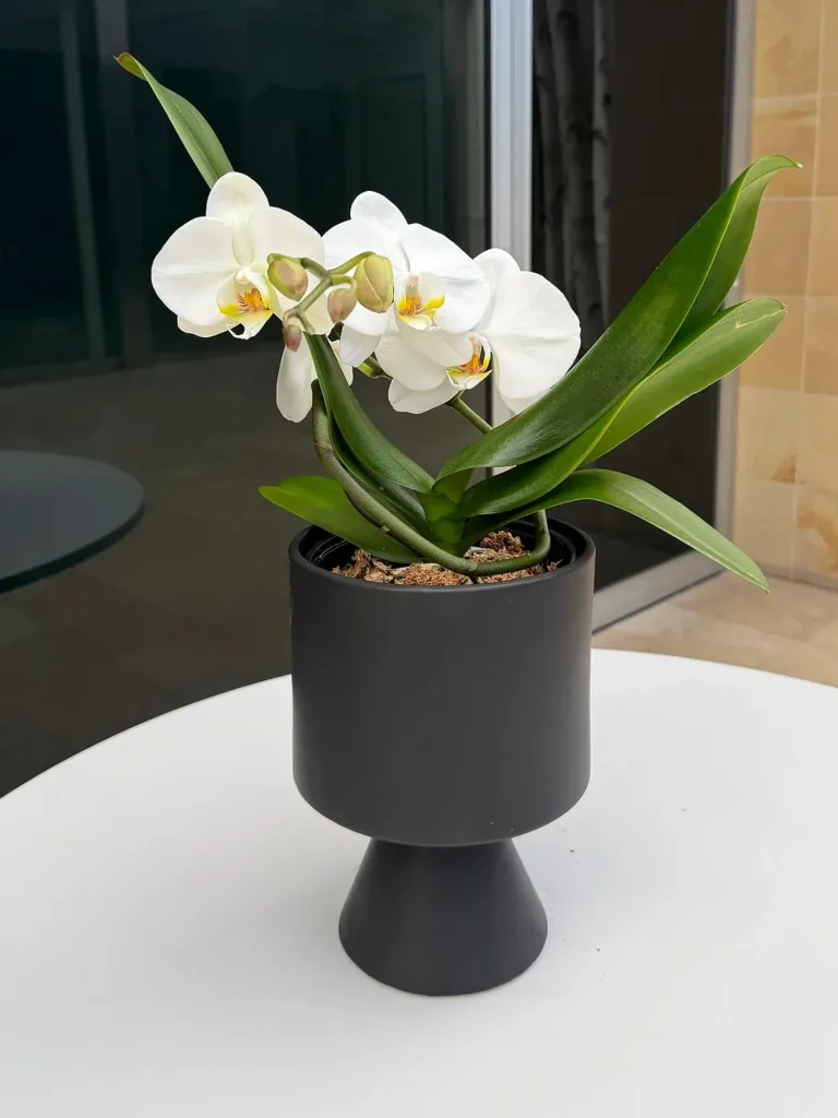 White orchid plant in a charcoal pedestal pot, by The Orchid Lady in Sarasota