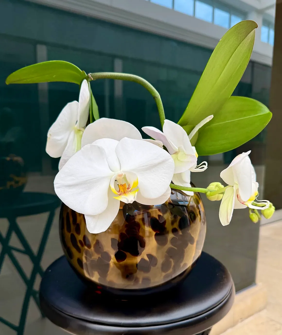 White orchid plant in a spotted tortoise-pattern round bowl, by The Orchid Lady in Sarasota