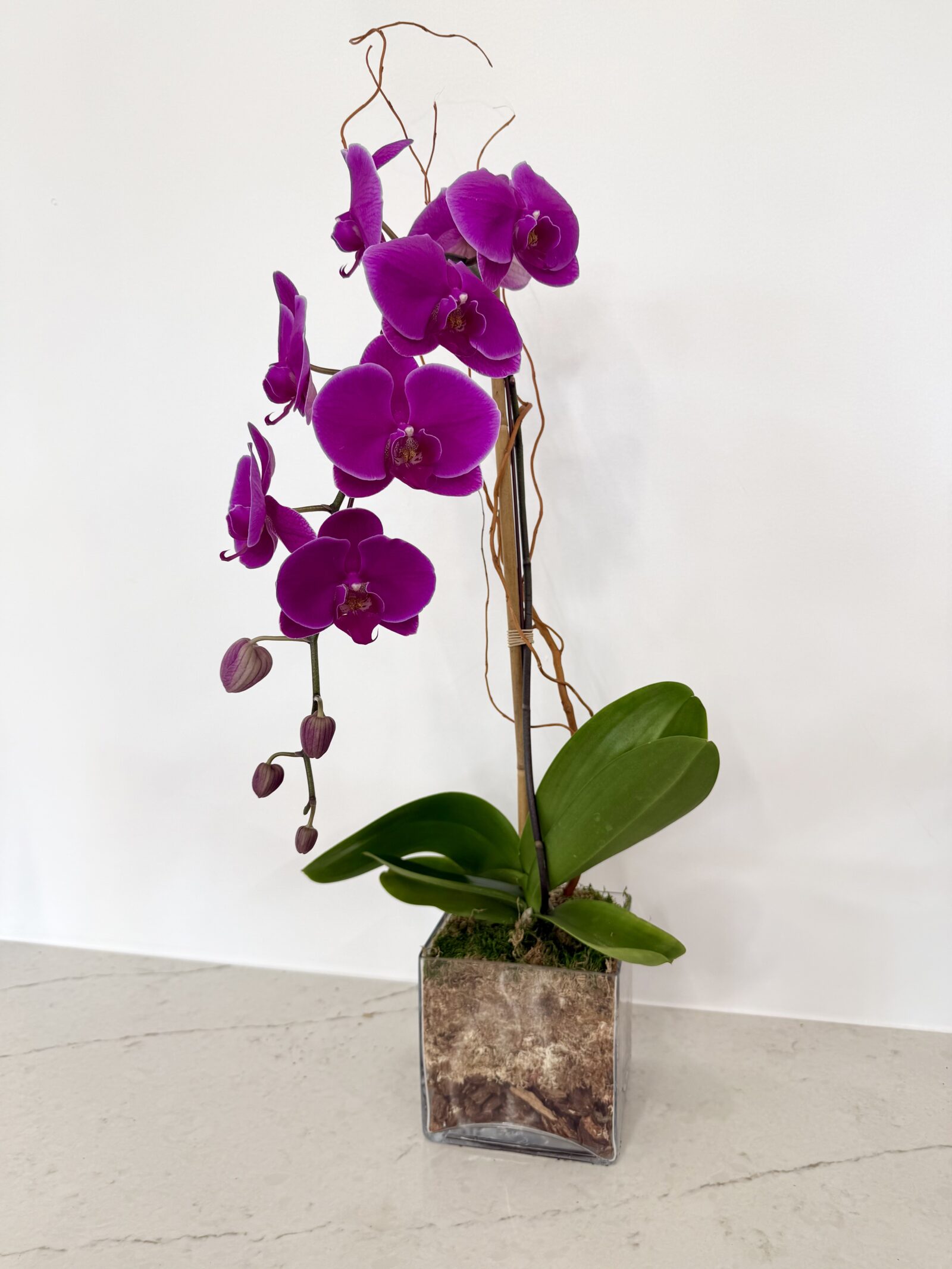 Single magenta orchid stem in a clear glass cube with curly willow, by The Orchid Lady in Sarasota