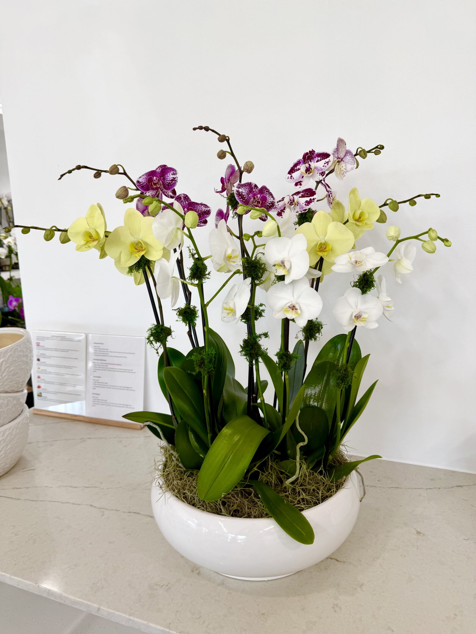 Mixed orchid arrangement with white, pale yellow, and deep magenta blooms in a white wave bowl