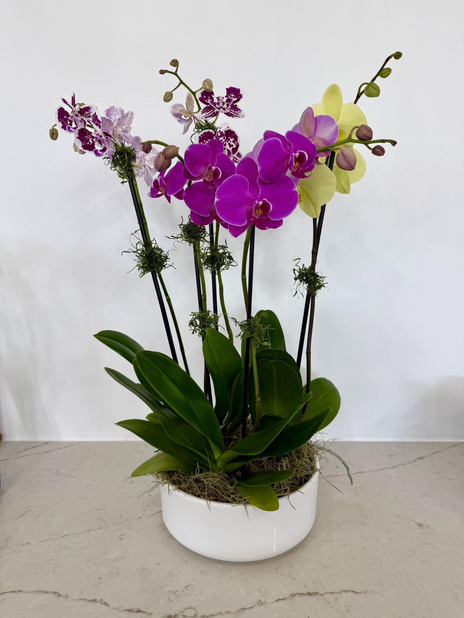 Mixed orchid arrangement with magenta, yellow, and speckled purple blooms in a white bowl