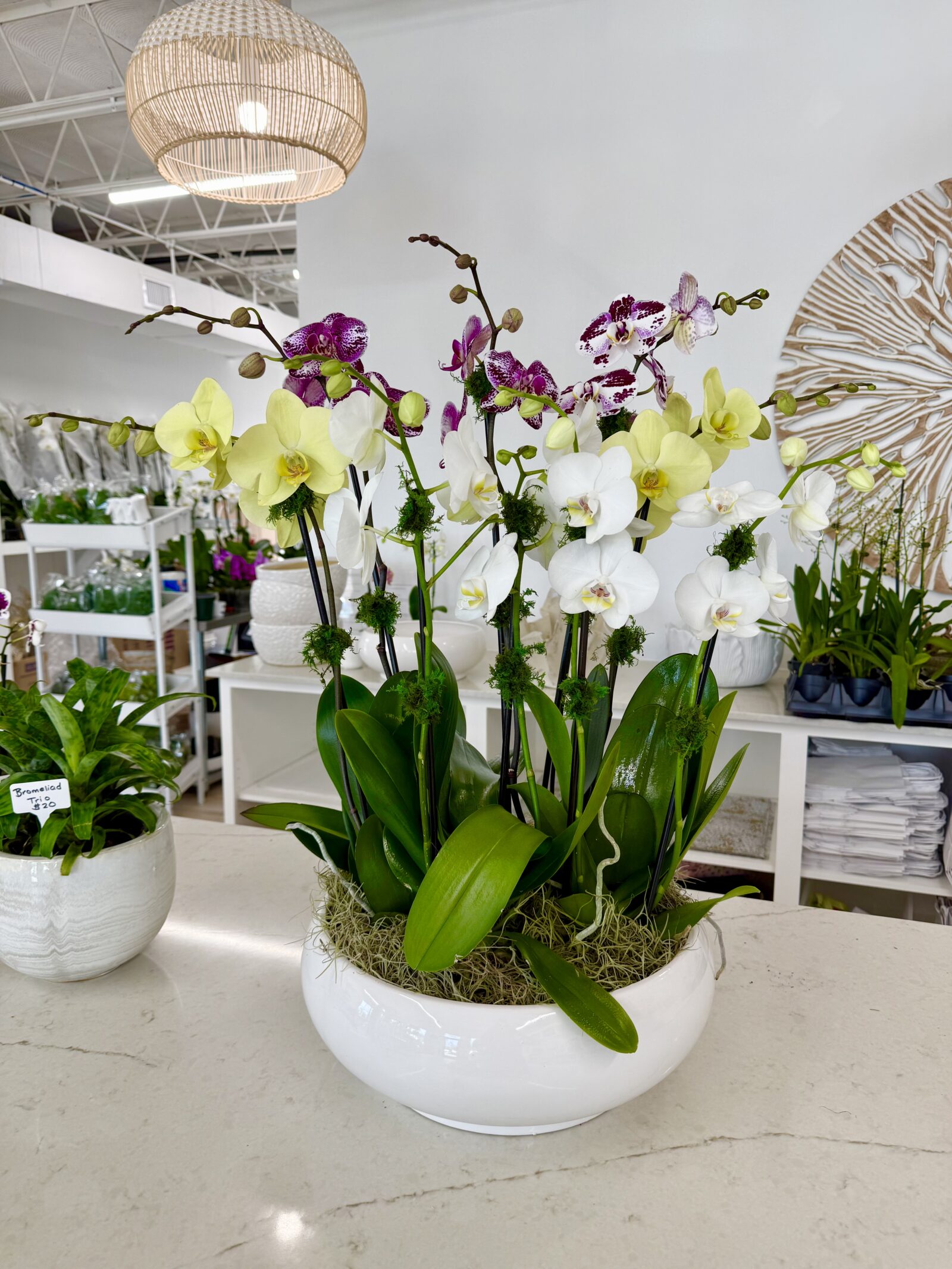 Large mixed orchid arrangement in The Orchid Lady's Sarasota shop