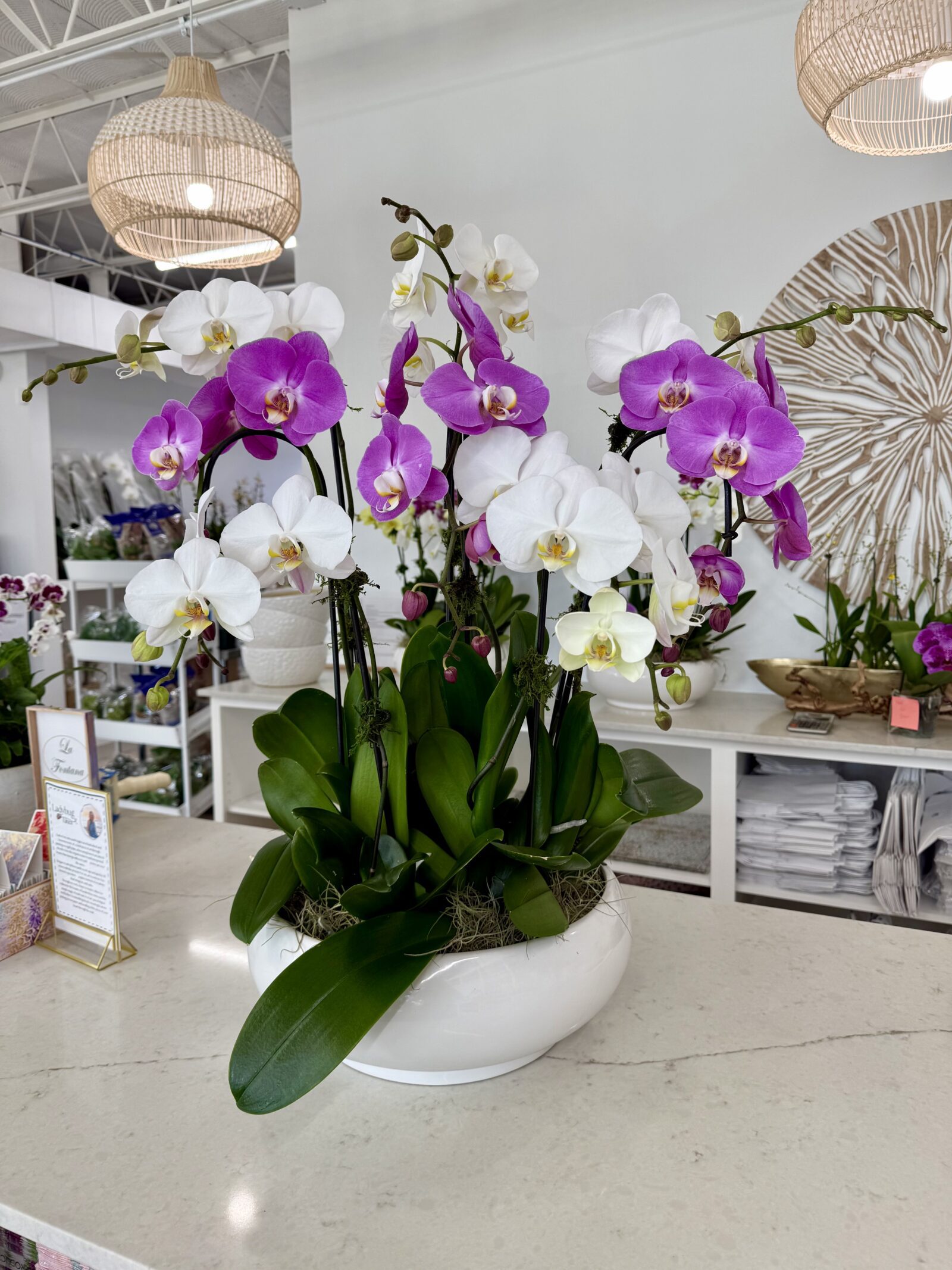 Mixed orchid arrangement on the counter at The Orchid Lady in Sarasota