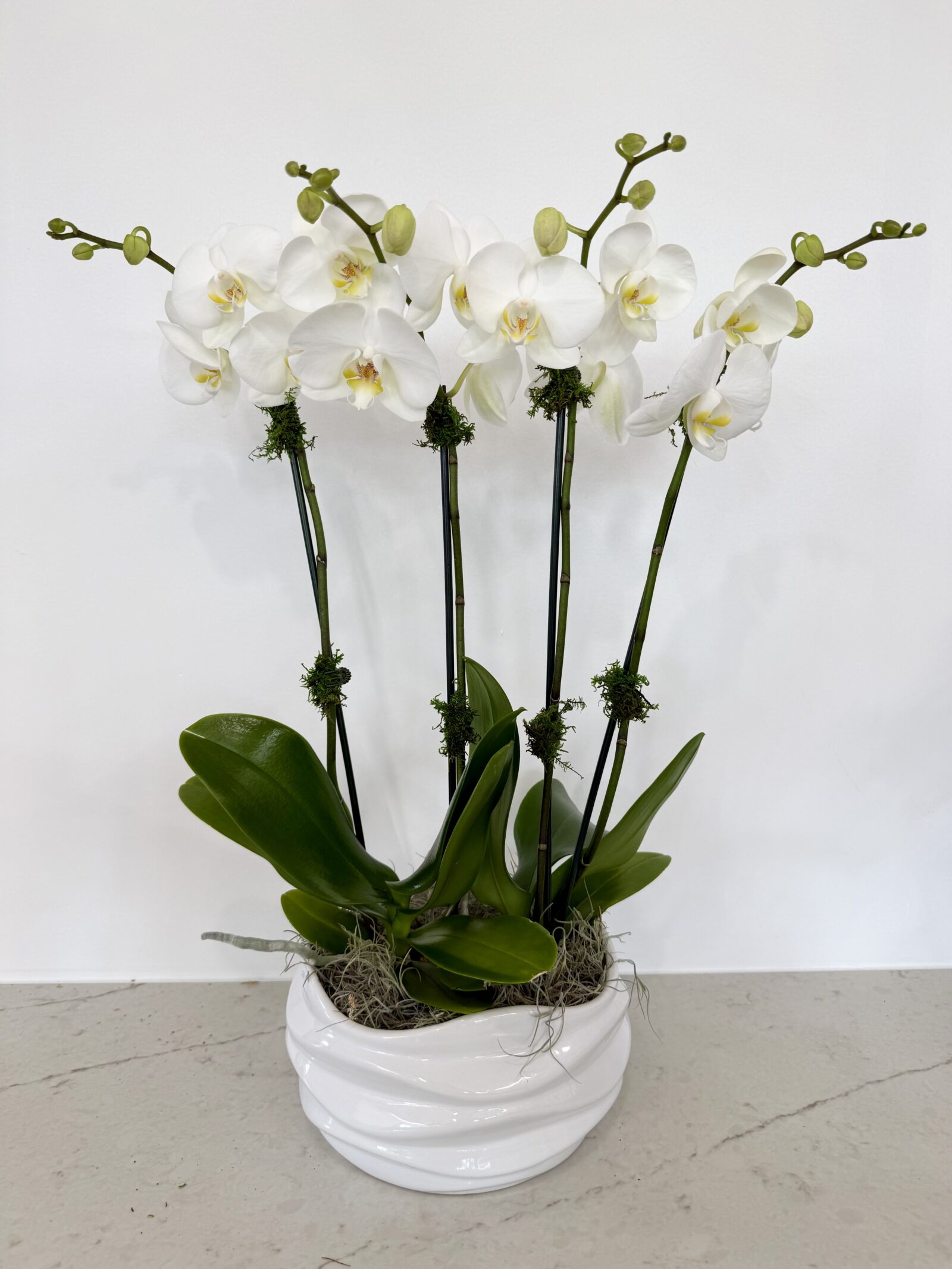 White orchid arrangement in a sculptural white ceramic bowl, by The Orchid Lady in Sarasota