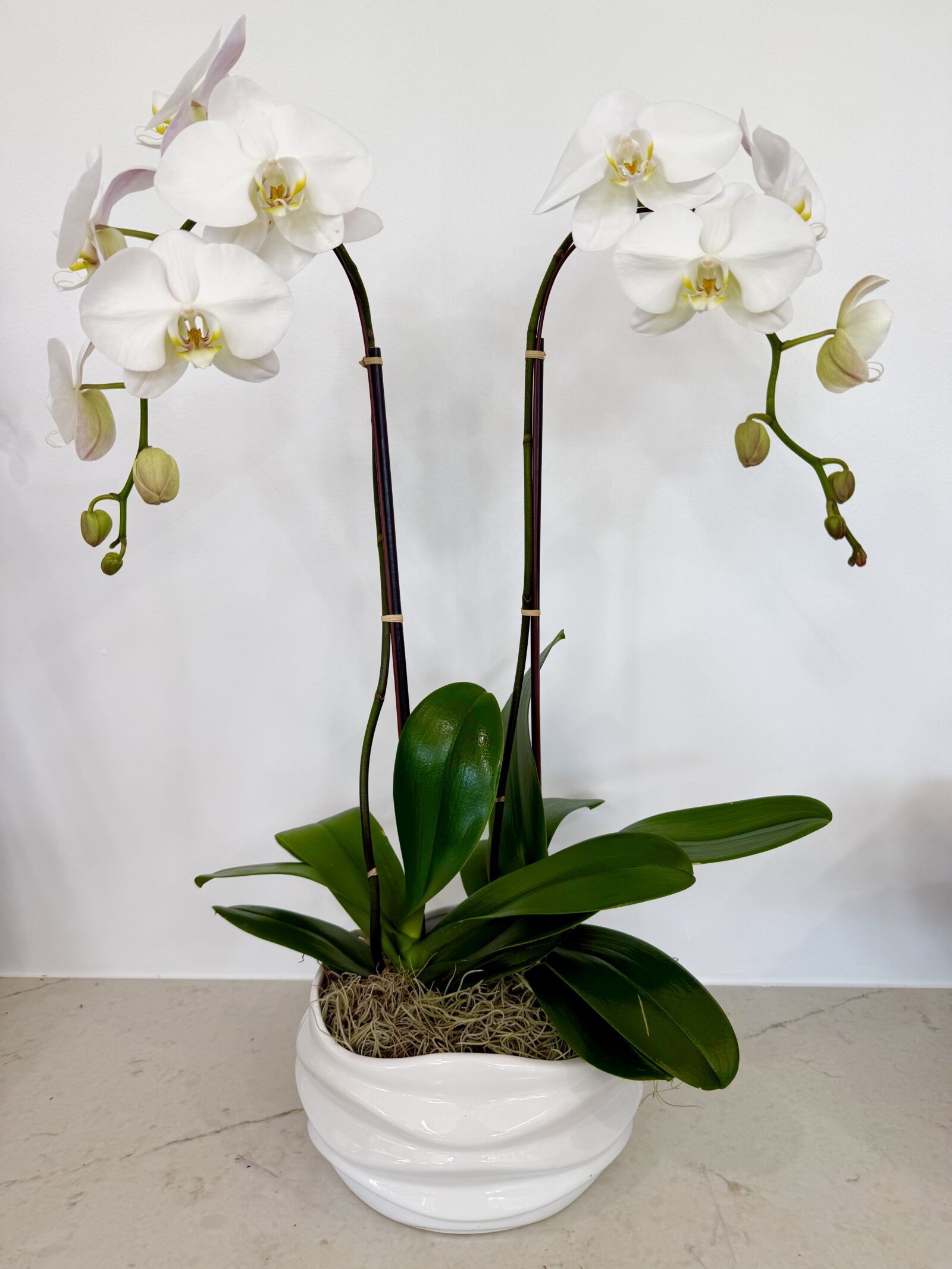 Two white orchid stems in a white sculptural bowl, by The Orchid Lady in Sarasota