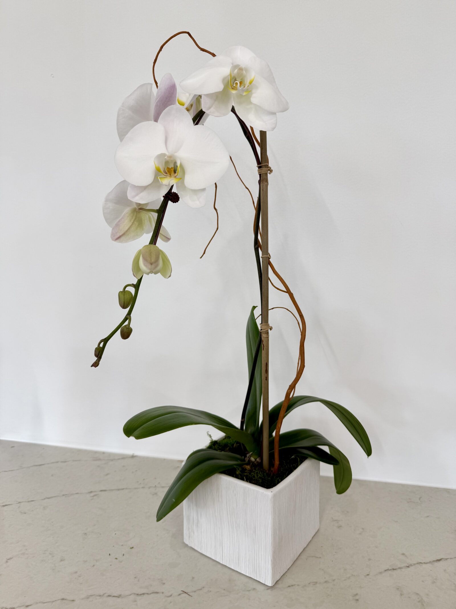 Single white orchid stem with curly willow in a whitewashed cube pot, from The Orchid Lady