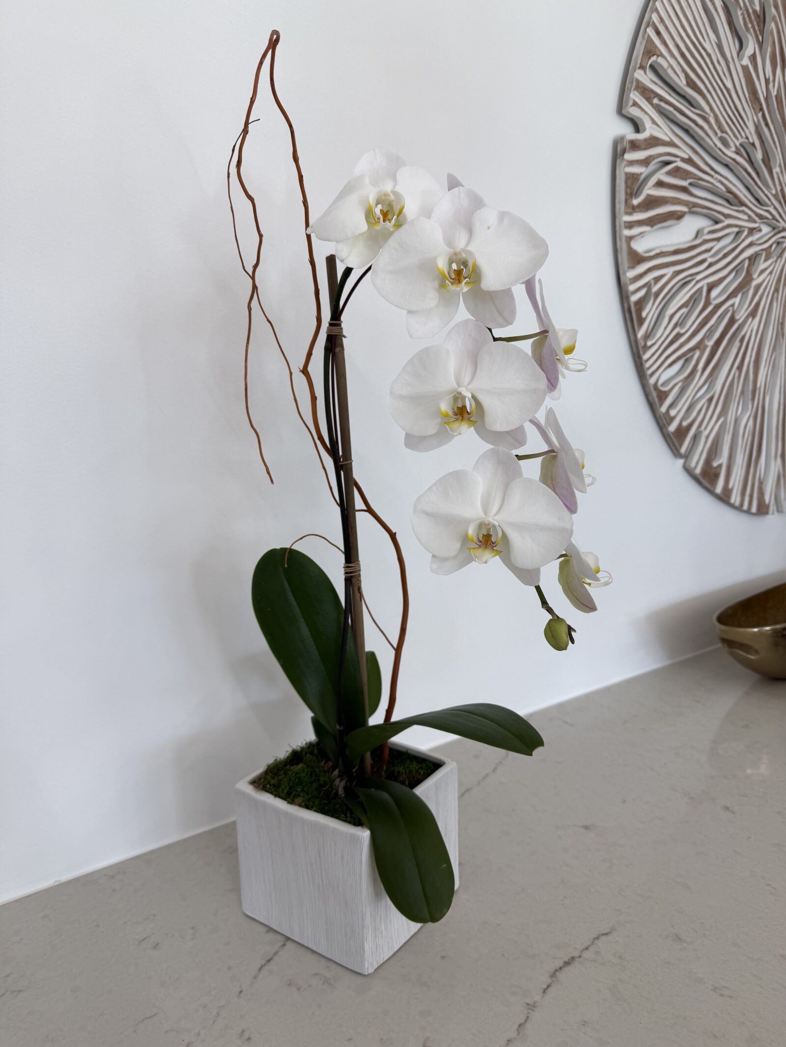 Single white orchid with a soft lavender blush, potted in whitewashed wood with curly willow